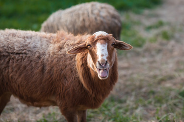 Similar image 21270521