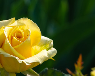 Similar image 21268530