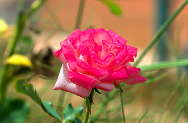 Similar image 21282719