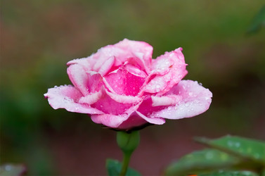 Similar image 21283082