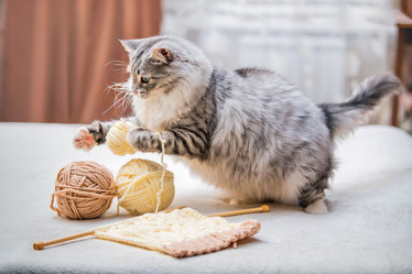 Similar image 21268679