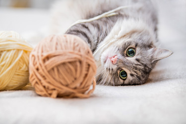 Similar image 21268681