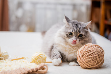 Similar image 21268682