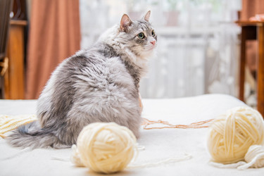 Similar image 21268687