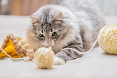 Similar image 21268693