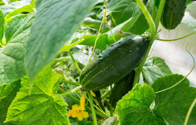 Similar image 21280528