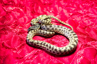 Similar image 21272808