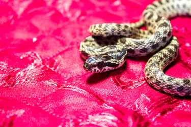 Similar image 21272810