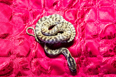 Similar image 21272811