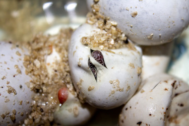 Similar image 21272818