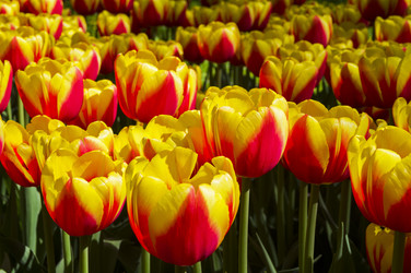 Similar image 21270899