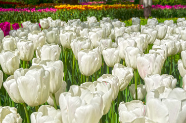 Similar image 21270900