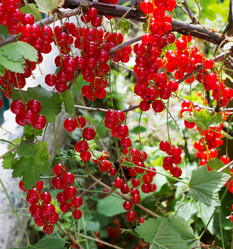 Similar image 21280601