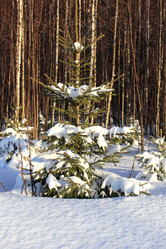 Similar image 21272836