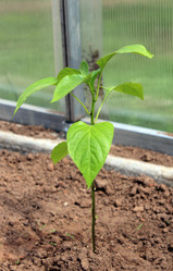 Similar image 21272857