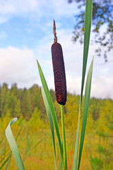 Similar image 21274095