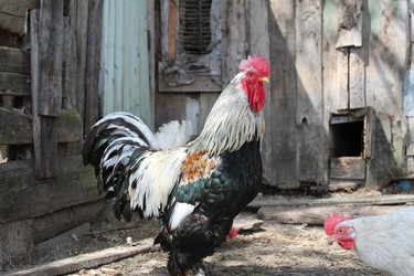 Similar image 21276538