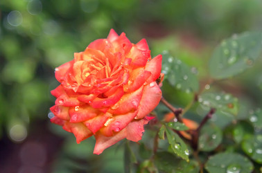 Similar image 21282974