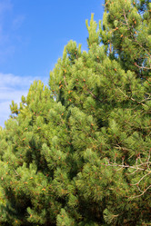 Similar image 21274793