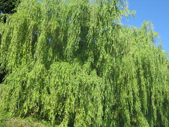 Similar image 21274521