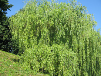 Similar image 21274529