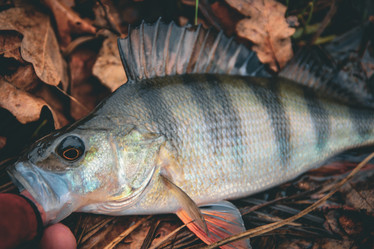 Similar image 21276109