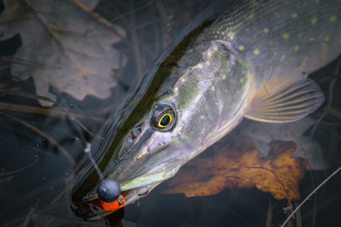 Similar image 21276112