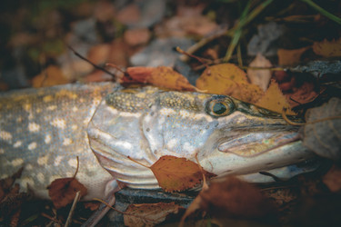 Similar image 21276117