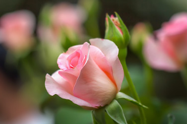 Similar image 21283499