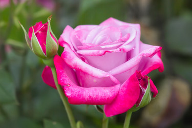 Similar image 21283240