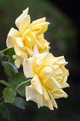 Similar image 21283500