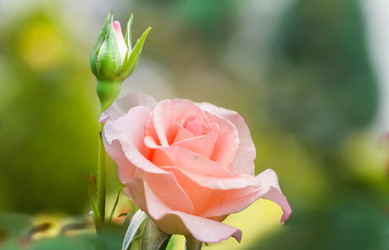 Similar image 21283502