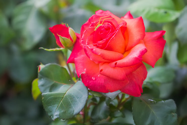 Similar image 21283503