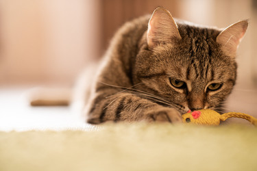 Similar image 21277827