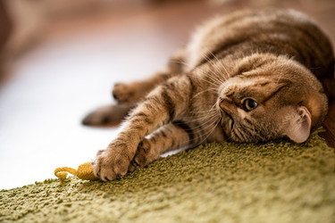 Similar image 21277831