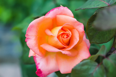 Similar image 21282994