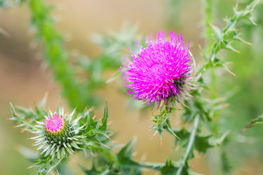 Similar image 21283510