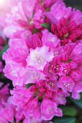 Similar image 21277331