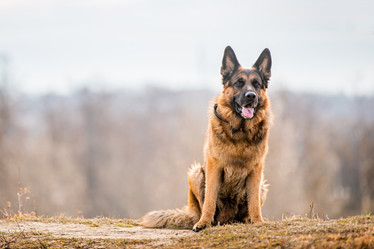 Similar image 21276270