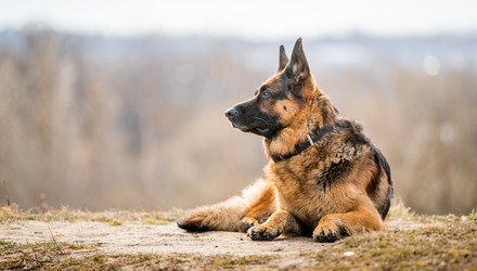 Similar image 21276825