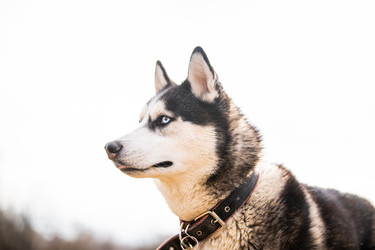 Similar image 21276832