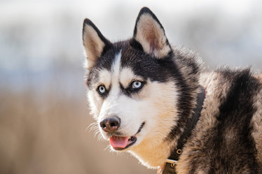 Similar image 21276279