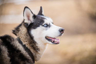 Similar image 21276282