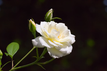 Similar image 21283520