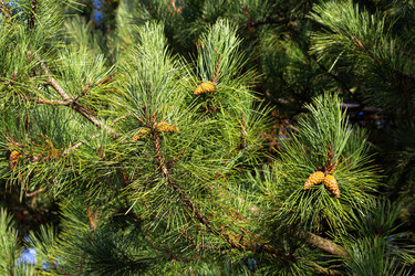 Similar image 21277288