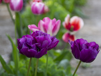 Similar image 21278249