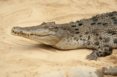 Similar image 21278413