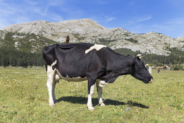 Similar image 21278430