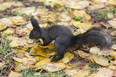 Similar image 21278446