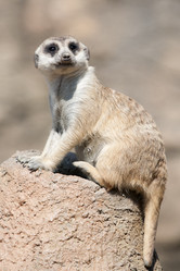 Similar image 21288266